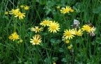 Senecio aquaticus, Séneçon aquatique