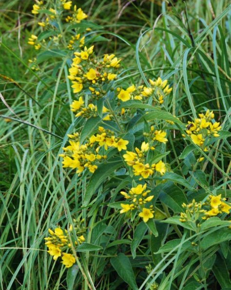 20090713_bonfol_etangs-rougeats_lysimachia_vulgaris.jpg