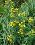 Lysimachia vulgaris, Lysimaque vulgaire