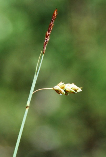 20090713_les-genevez_les-embreux_carex_limosa.jpg