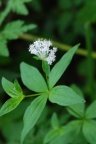Asperula taurina