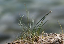 Eleocharis acicularis