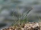 Eleocharis acicularis