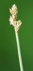 Carex heleonastes