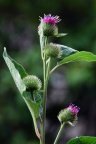 Arctium minus, Bardane à petits capitules