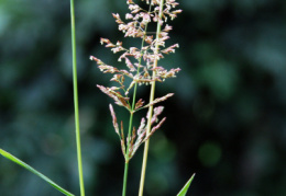Agrostis gigantea, Agrostide géante