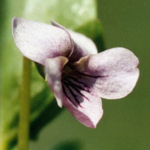 20100000_chaux-des-breuleux_le-noirmont_chanteraine_viola_palustris_02.jpg