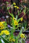 Guizotia abyssinica