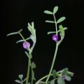 20100402_ruoms-F_vicia_lathyroides_.jpg