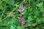 Orobanche hederae