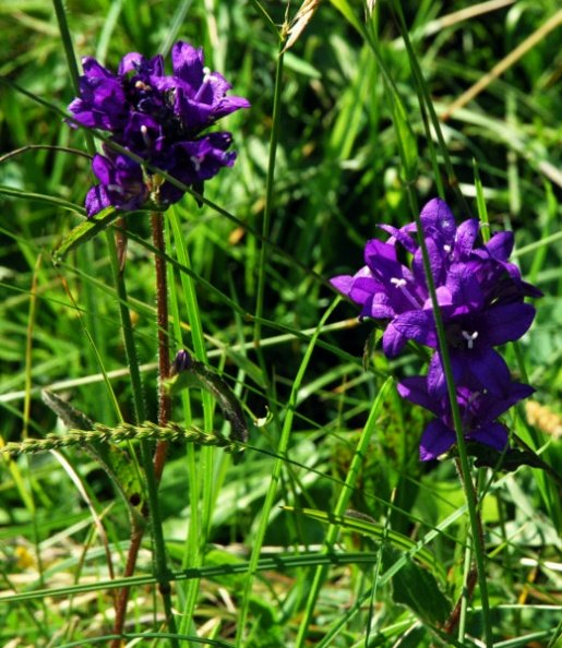 20100624_moutier_la-dozerce_campanula_glomerata.jpg