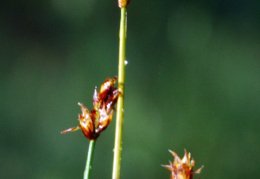 Carex chordorrhiza, Laiche à longs rhizomes