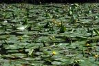Nuphar lutea, Nénuphar jaune