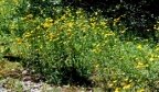 Buphthalmum salicifolium, Buphthalme à feuilles de saule