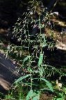 Prenanthes purpurea, Prénanthe pourpre