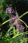 Allium carinatum susp. pulchellum