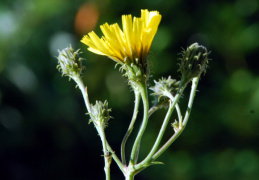 Hieracium umbellatum, Épervière en ombelle