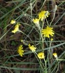 Hieracium prenanthoides