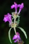 Galeopsis angustifolia, Galéopsis à feuilles étroites