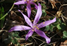 Bulbocodium vernum