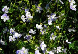 Veronica filiformis