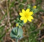 Blackstonia perfoliata