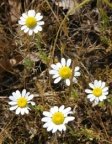 Anthemis arvensis