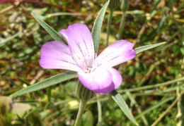 Agrostemma githago