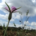 2011-08-30_porrentruy_agrostemma_githago_413_2.jpg