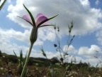 Agrostemma githago