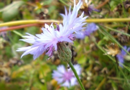 Centaurea cyanus