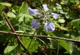 Nigella arvensis