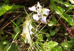 Nigella arvensis