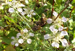 Nigella arvensis