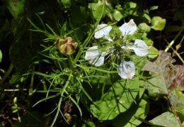 Nigella arvensis