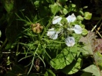 Nigella arvensis