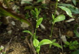 Polygonum aviculare