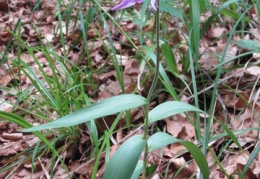 Cephalanthera rubra