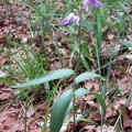 20110622_delemont_590200-247450_cephalanthera_rubra_1.jpg
