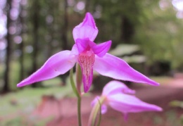 Cephalanthera rubra