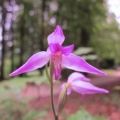 20110622_delemont_590200-247450_cephalanthera_rubra_2.jpg