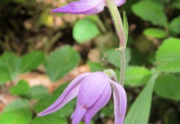 Cephalanthera rubra