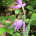 20110622_delemont_590200-247450_cephalanthera_rubra_3.jpg
