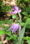 Cephalanthera rubra