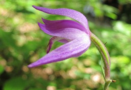 Cephalanthera rubra