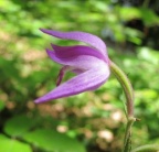 Cephalanthera rubra
