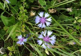 Centaurea cyanus