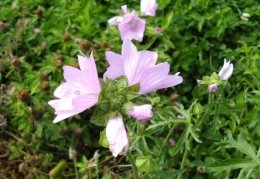 Malva alcea