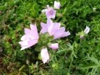 Malva alcea