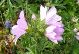 Malva alcea